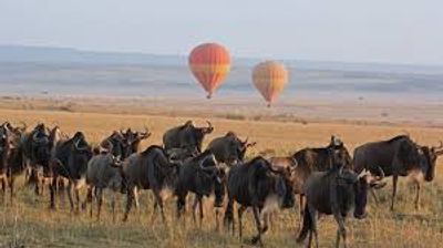 4 DAYS SERENGETI WILDERNESS ADVENTURE - Image - 2944
